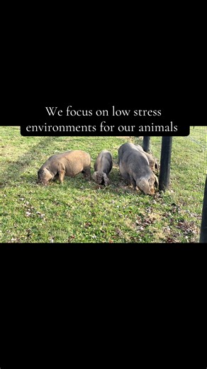 Heritage Pigs: Calm Livestock Raised on Pasture