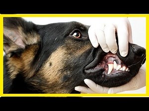 Epuliden beim Hund: Symptome und Behandlung
