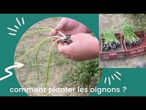 GUIDE COMPLET pour la PLANTATION (et repiquage) d’OIGNONS de VALENCIA
