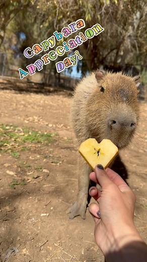 It’s Capybara Appreciation Day!! We absolutely appreciate all our Capybara friends here at Wildlife World Zoo! ❤️ Capybaras are the world’s largest rodent. Found in estuaries, marshes, and along river banks and streams in Central and South America. Capybaras are known for being calm, quiet, and stealthy, but are also highly emotional and intelligent social animals. We have several Capybara exhibits throughout the zoo, but if you would like to meet one up close, book your Capybara encounter on ou