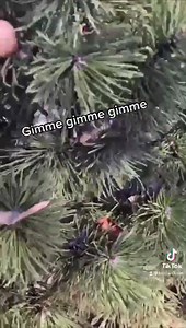 1.5M views · 17K reactions | Sunny days in winter are like GOLD here...