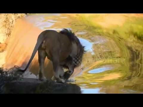 Lion falls down waterfall - Actual footage
