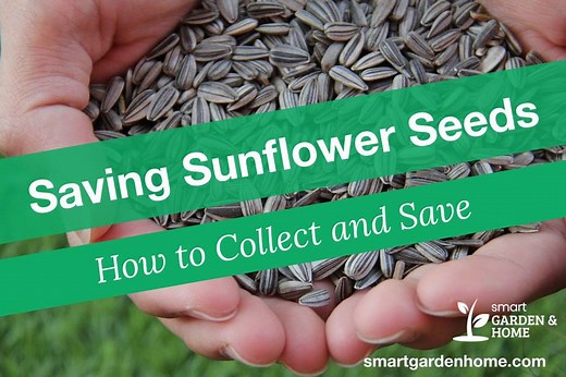 How to Harvest and Save Sunflower Seeds - Smart Garden and Home