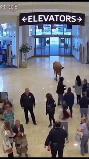 2.5K views · 23 reactions | " A cow just wandered into the mall!  Shoppers couldn’t believe their eyes as this unexpected guest strolled around. Hilarious and totally real!  #FunnyAnimals #CowInMall #ViralVideo #UnexpectedGuest #RealisticClip #HilariousMoment" | FunFact Blast | Facebook