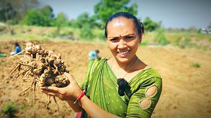 597K views · 10K reactions | Ginger Farming in India | Ginger Cultivation | Indian Farmer આદું ની ખેતી આ રીતે થાય | Daxa Recipes | Facebook