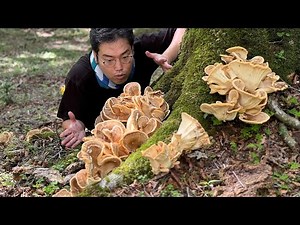 Discover and enjoy the mythical giant mushroom, the tonbitake!