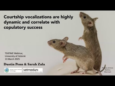 Courtship vocalisations of house mice are highly dynamic and correlate with copulatory success