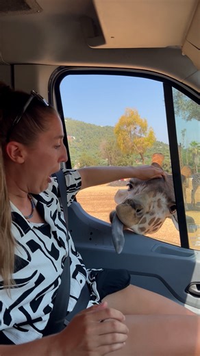 Long-Neck Legends of the Savannah🦒😄 | Animal World