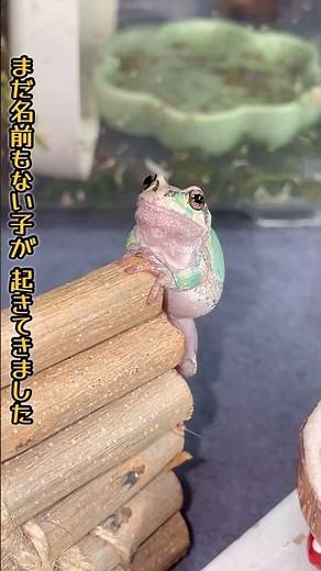 冬眠から目覚めた直後のアマガエルたち！ #飼育 #カエル #かわいい