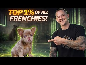 Isabella Fluffy Frenchies: What Makes This Combination So Exclusive