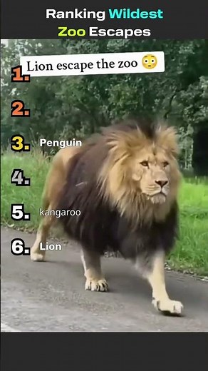 Ranking Wildest Zoo Escapes