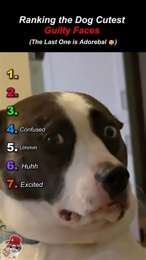 Ranking the dog cutest guilty faces 🥰