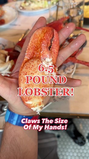 This 6.5 lb lobster at The Choptank Annapolis is the ultimate in seafood extravagance. The claws were the size of my hands and the tail the size of 2 softballs - cooked perfectly - the meat was tender and delicious! If you’re in the mood for luxurious seafood, head to The Choptank and check it out. #eatmorebemore #lobsterlover #dmvfoodfinds #dmvtiktokers #lobstertok #dmvfoodies