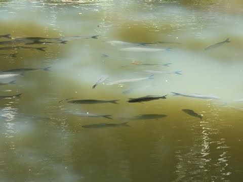 cardume de curimbatás