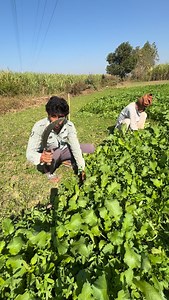 178K views · 36K reactions | Farming With Enjoy ❤️珞六‍ . .. … …. ….. …… …….. ………. #viral #trending #farming #farmer #iffco #shriram #village #contentcreator #dailyvlog #enjoy #comedy #masti #up #haryana #punjab #desi #dadi #grandma #family #tractor #crop #wheat #growth #fertiliser #insecticide #urea #like #reach #view #hardwork | Chaudhary Kartik | Facebook