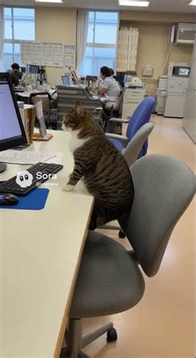 A cat that looks like it's working on a computer 🐱💻