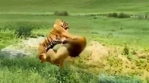 lion attacks multiple animals | lion attack | lion vs lion - video Dailymotion