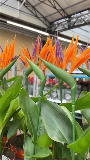 It’s strelitzia😍 #strelitzia