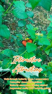Experience‼️ Bantayan Island Butterfly Garden🦋 🌸 Guided & Educational Experiences • Guided butterfly walks m • Life cycle interpretation tours • Behind-the-scenes tour (nursery, breeding, conservation work) • Butterfly release experience (make a Butterfly Wish) • Photography walks with expert tips 🦋 Interactive Attractions • Walk-through butterfly dome / conservatory • Caterpillar observation stations • Butterfly emergence viewing window • Augmented reality (AR) butterfly guides 🎨 Cultural &