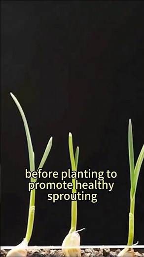 Learn how to grow garlic like a pro!