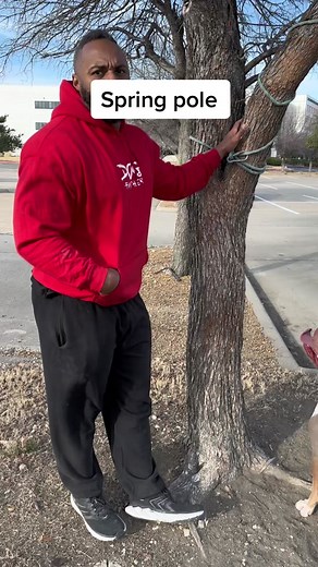 DIY Dog Spring Pole: How to Build and Use It for XL Bullies