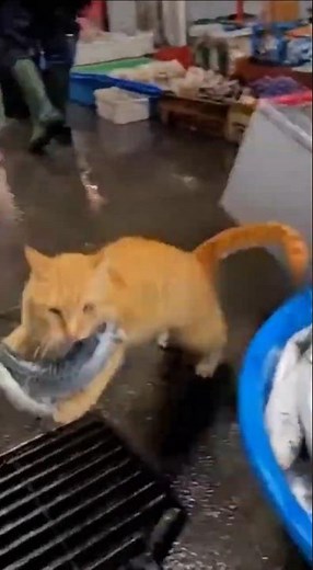 시장에서 생선 훔치는 고양이