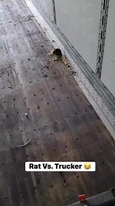 807K views · 9.2K reactions | If a trucker ever tells you he’s had to fight off lot lizards, raccoons and rats…he may just be telling the truth #truckers #trucking #NewsUpdate #truckerslifed | Truckers Wall of Shame "Unchained" | Facebook