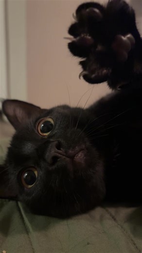 Celebrating Black Cats: Good Luck and Cute Moments