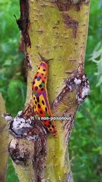 Is This Creature Poisonous?