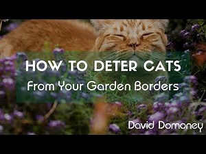 How To Deter Cats From Your Garden Borders