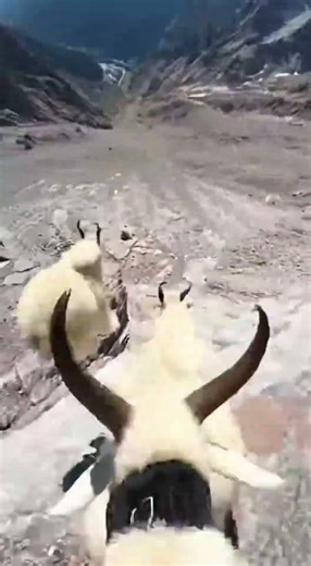 GoPro Mountain Goats: Insane Downhill Sprint