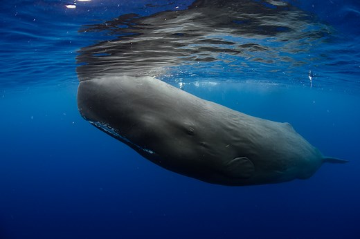 Sperm Whales - The World’s Best Places for Whale Watching and Swimming