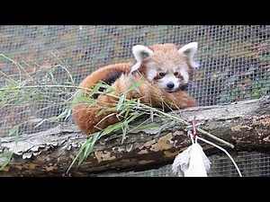 Red panda cubs see snow for the first time at a US zoo