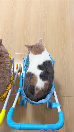 Funny Cat Video Compilation — Trending Funny Cats