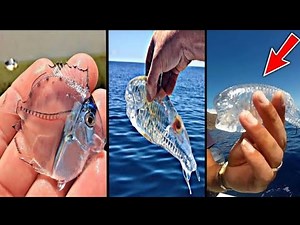 10 Most Beautiful Transparent Sea Creatures In The World