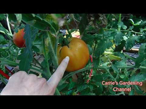 Heirloom Mr Stripey Tomato Review And History