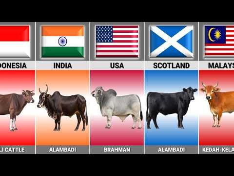 Cattle Breeds From Different Countries (2026)
