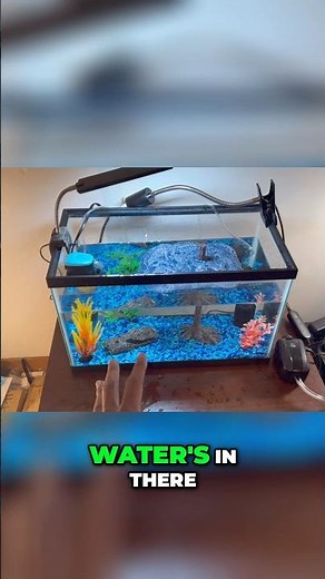 Turtle Tank Setup Guide 🐢💦 | Safe Water Solutions Every Owner Should Know!