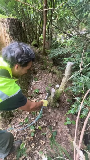 Cascade Ecology on Instagram: "Have you heard of a Hypo Hatchet? This tool delivers a small dose of herbicide via a small opening in the hatchet blade. The pressure of the axe hitting the wood triggers a pump action that moves a few mL of herbicide through the hose and directly into the tree cambium. Here we are managing and treating English Holly in a natural area outside Redmond WA #ecology #noxiousweeds #hypohatchet #ilexaquifolium #cascadeecology #pnwplants"