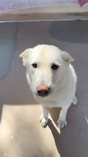 7.6K views · 142 reactions | HELP!! This super sweet girl needs to be...