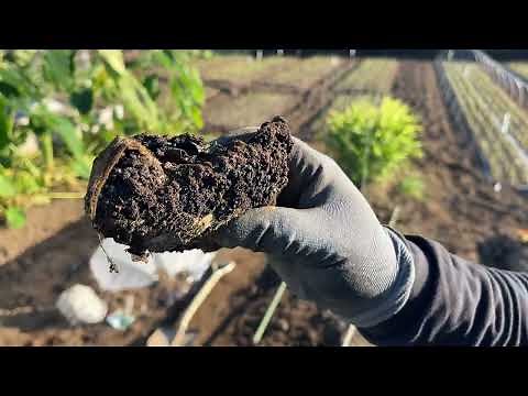 残渣処理で畑丸ごと発酵させたらとんでもない土なった【実験してみた結果】【土の再生】