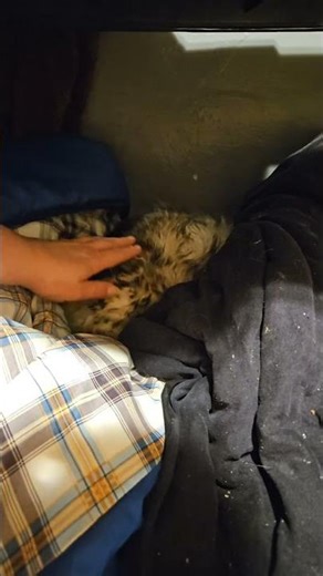 opossum deep sleep