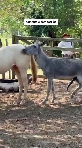 Understanding Horses and Donkeys in Rural Settings