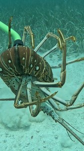 113K views · 1.9K reactions | Catching Lobster is Easy! #spearfishing #fishing | Ryan Myers Spearfishing | Facebook