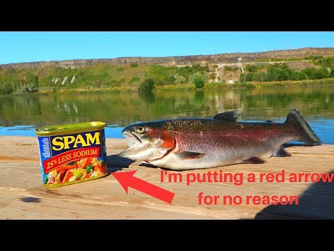 Catch n' Cook River Rainbow Trout (Fried in Spam!)