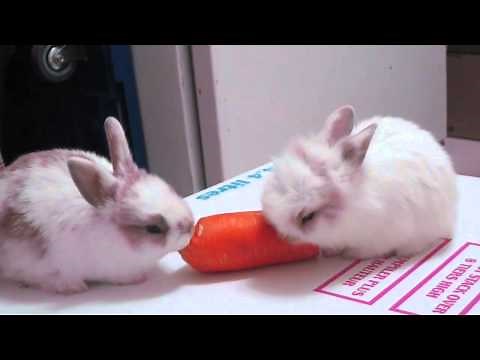 Baby Bunnies Eating A Carrot