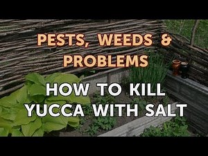 How to Kill Yucca With Salt
