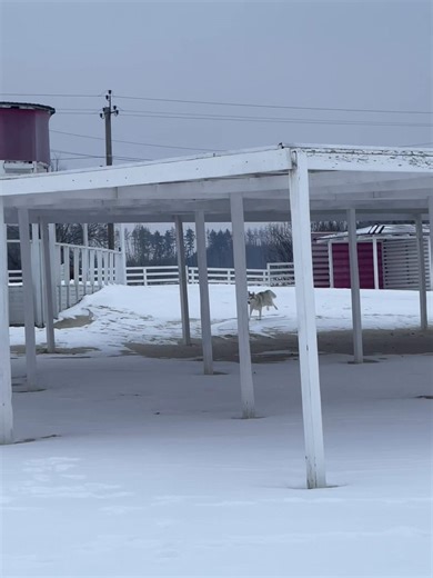 #husky #wolf #winter #myfriend #mylove