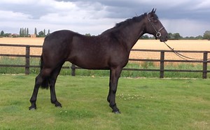 Looking for your perfect family horse? One of these might fit the bill... - Horse & Hound