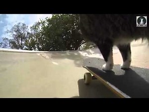 The Skateboard Cat : Didga